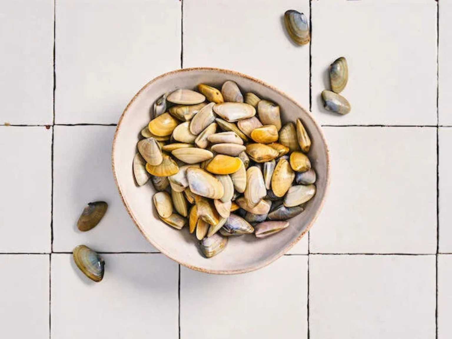 Les tellines sont de retours pour notre plaisir